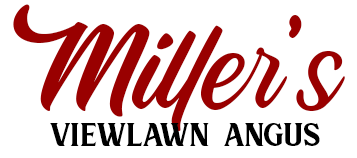 Miller's Viewlawn Angus